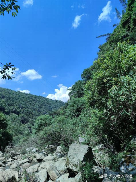 己巳大林木|六十甲子～己巳大林木命详解